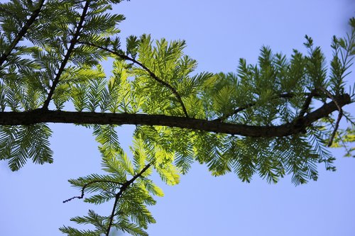 branches  green  leaves