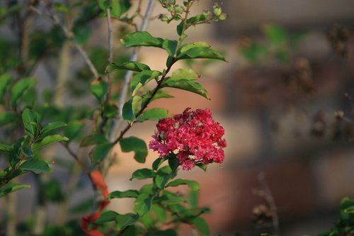 branches  pink flower  pink