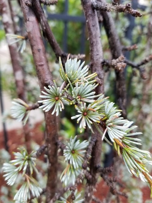 branches  tree  pine