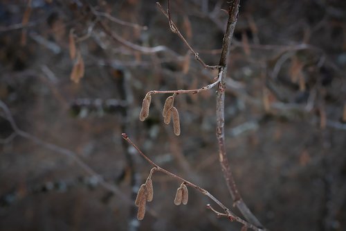 branches  tree  aesthetic