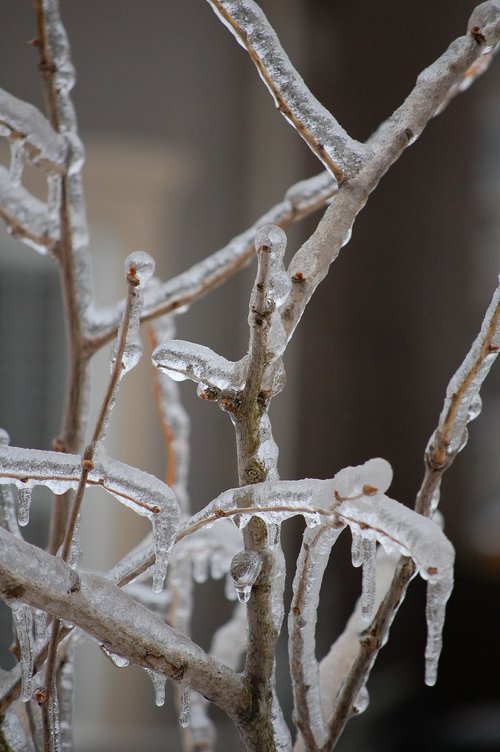 branches  ice  winter