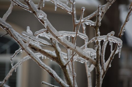 branches  ice  winter