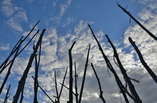 branches tree trees