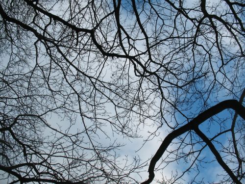 branches silhouette sky