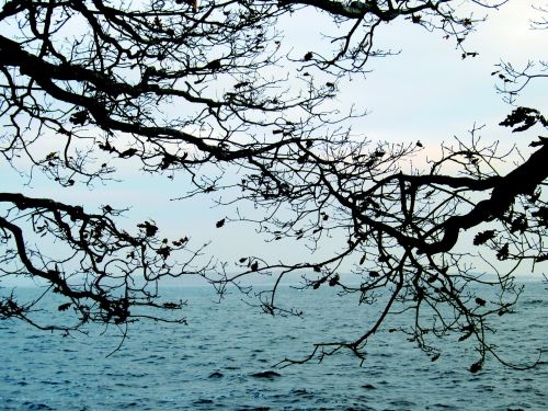 branches sea archipelago