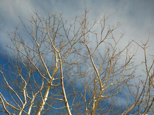 branches aesthetic sky