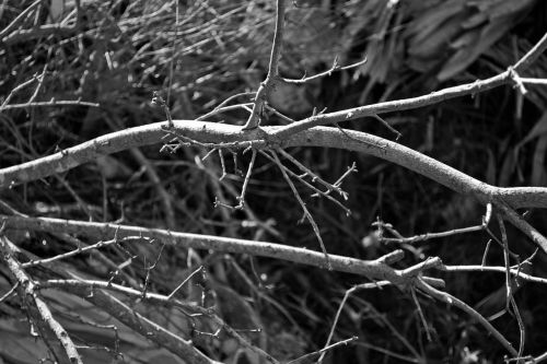 branches plant trees