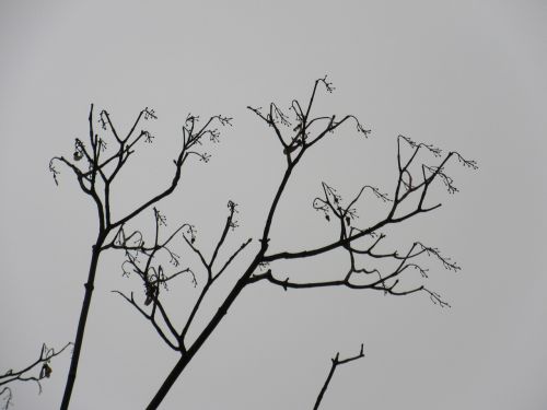 branches silhouette filigree