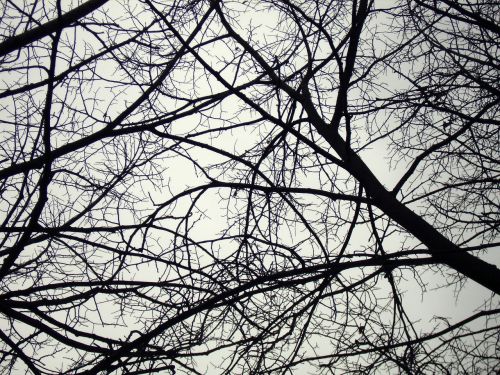 branches tree winter