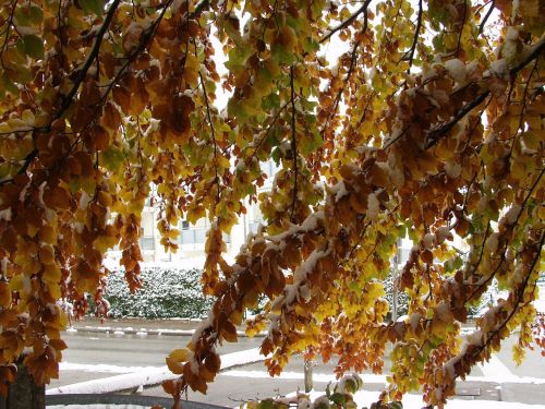 branches fall foliage snow