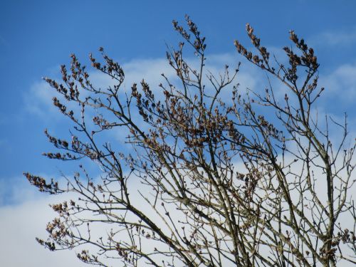 branches bud sky