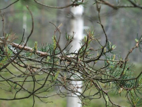 branches forest tree