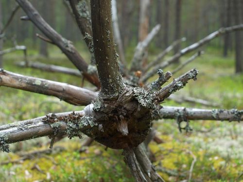 branches forest tree