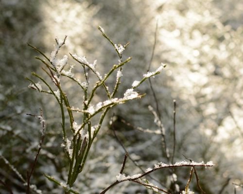 branches frost light