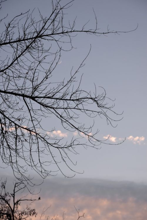 branches sky clouds