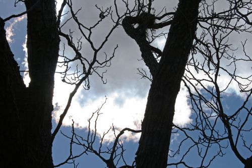 Branches And Twigs Of Tree Against