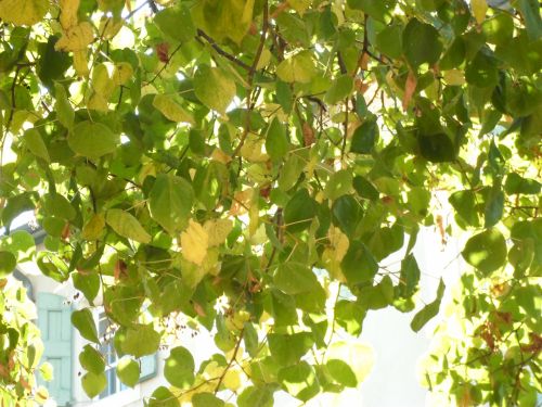 Branches And Vegetation 1