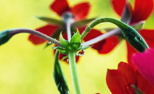 branches of geraniums flower buds closed