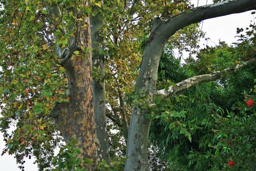 Branches Of Plane Tree