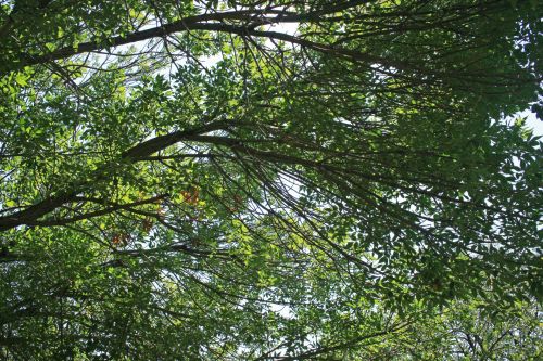 Branches Of Tree Canopy