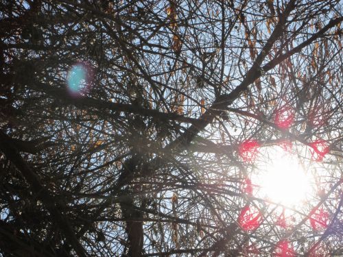 Branches With Sun 1