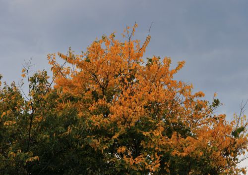 Branches With Yellow Leaves