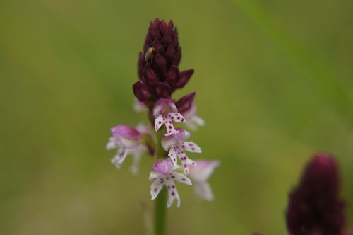 brand boys herb orchis ustulata orchid