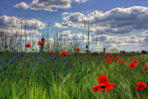 brandenburg germany nature