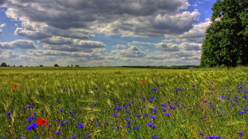 brandenburg field nature