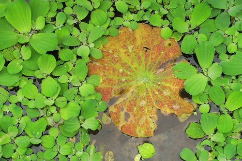 brandy bottle  yellow water lily  water lotus