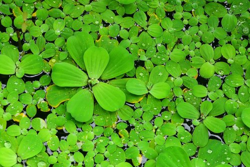 brandy bottle  water lotus  aquatic plants