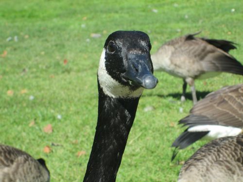 branta canadensis canada goose bird