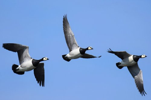 branta leucopsis  barnacle goose  bird