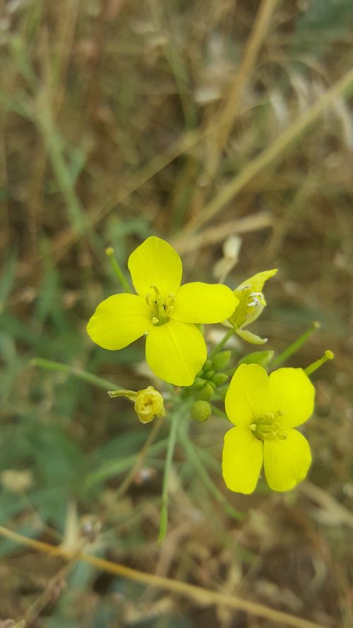 brassica juncea mustard flower ankara mamak