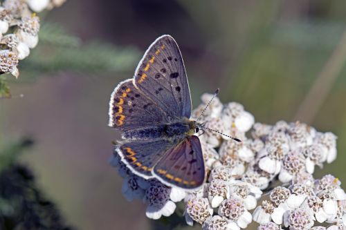 brauner feuerfalter butterflies butterfly