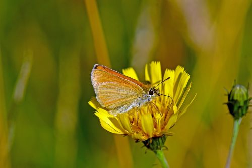 braunkolbiger skipper butterflies skipper