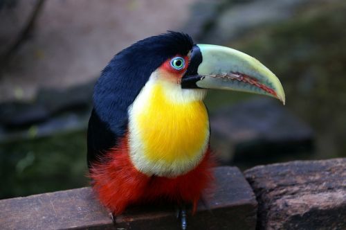 brazil toucan bird