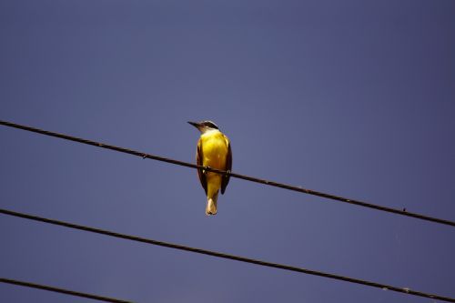 bird wire wildlife