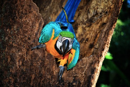 brazil  bird  jungle