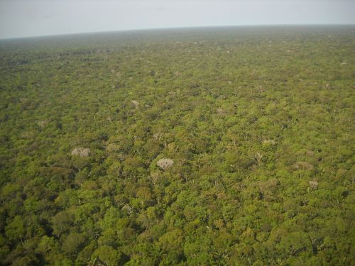 brazil amazon equatorial forest
