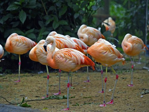 brazil flamingos water birds