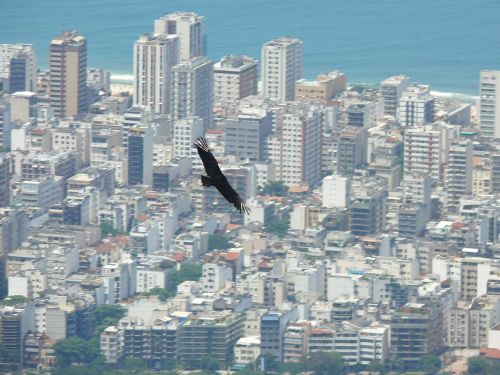 brazil rio de janeiro bird in flight