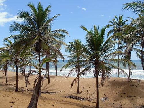 brazilwood coconut trees dunes