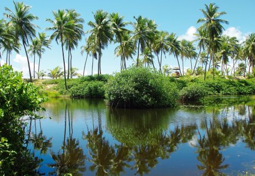 brazilwood costa do sauipe coastline