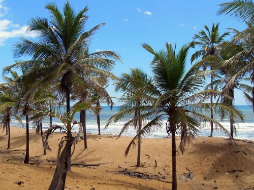 brazilwood costa-do-sauípe shore