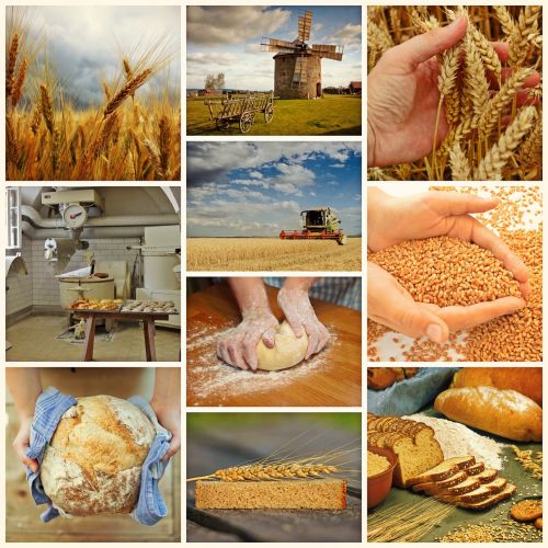 bread bake harvest