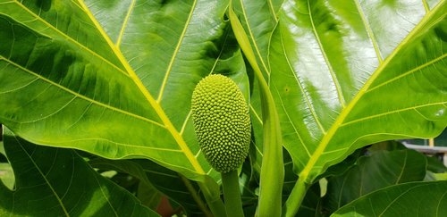 breadfruit  hawaii  tropical