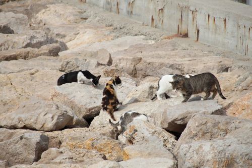 breakwater cats sitges