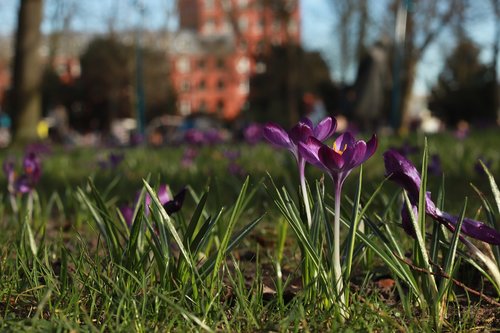 breda  flowers  flower