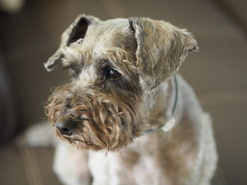 breed dog portrait